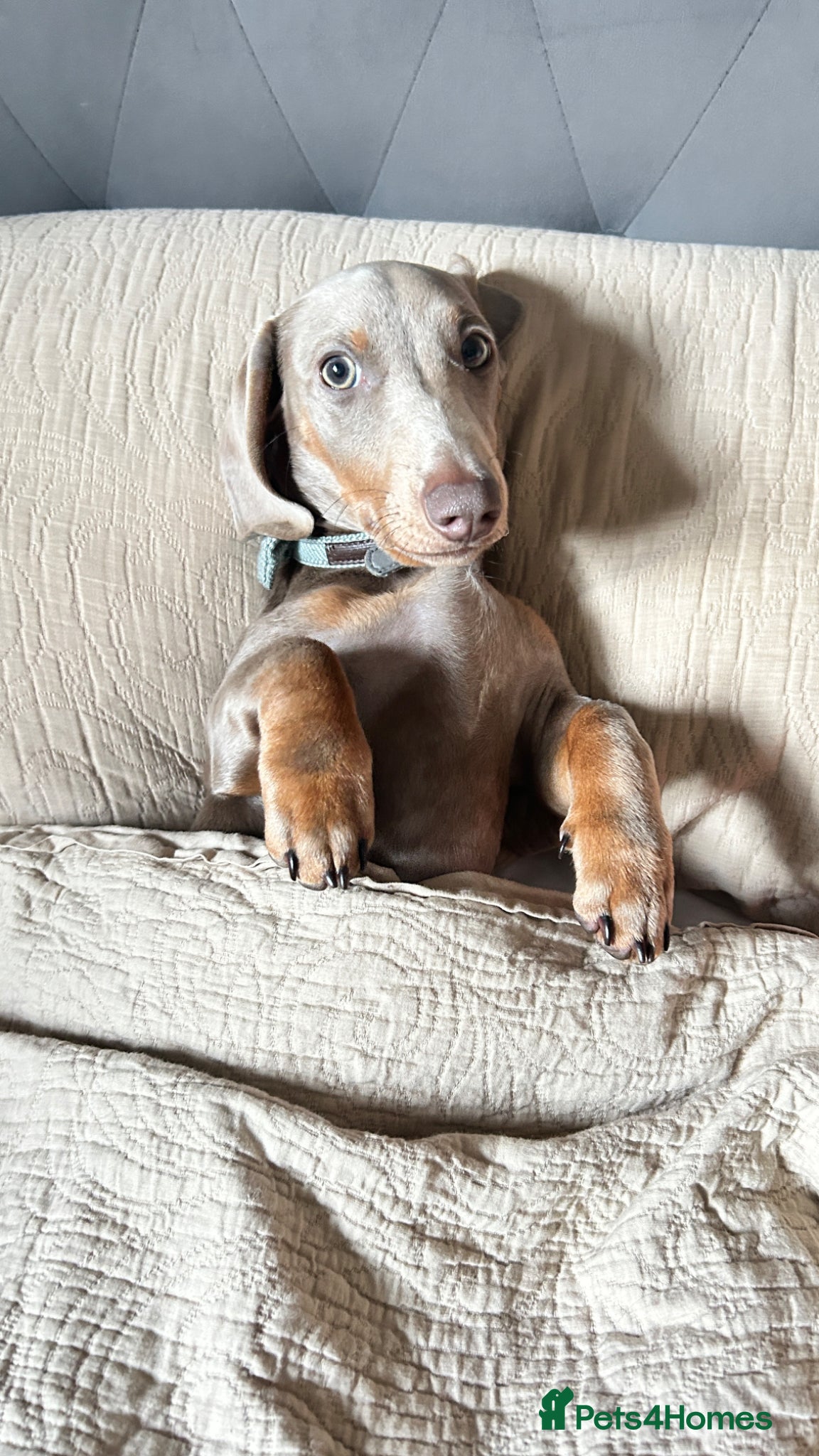 Miniature Dachshund dogs Milo boy Isabella tan miniature dachshund  - Advert 5