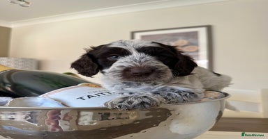 Cockapoo dogs - Advert 9