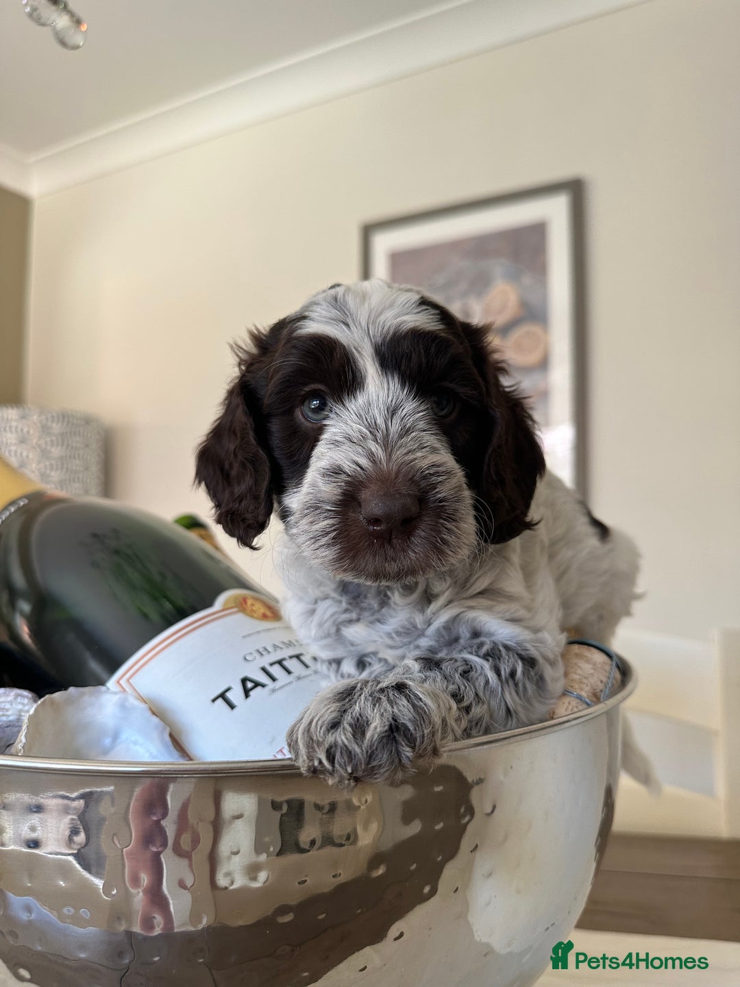 Cockapoo dogs for sale: Cockapoo puppies. Fully DNA tested.  - Image 3