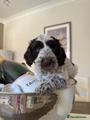 Cockapoo Puppy 5