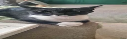 Mixed Breed cats for sale: Ragdoll X Bengal kittens - Advert 14