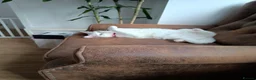 British Shorthair cats for sale: 3 yr old white British short hair - Advert 2