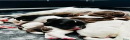 English Springer Spaniel dogs for sale: KC Registered English Springer Spaniel Puppies - Advert 6