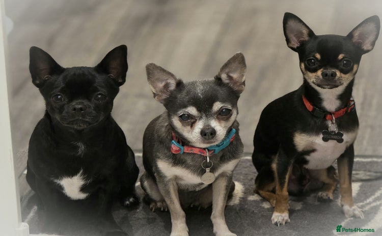 Chihuahua dogs - Advert 10