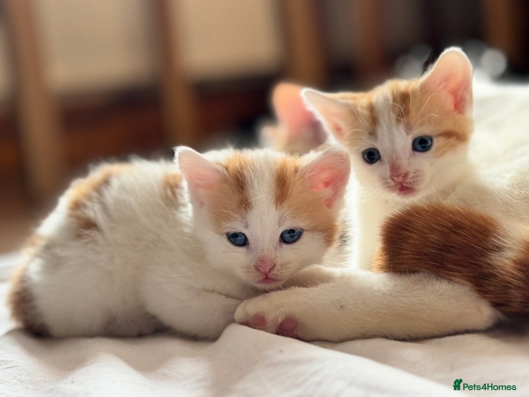 Domestic Shorthair cats for sale: Ginger & White Domestic Shorthair Kittens - Image 1