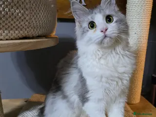 Maine Coon cats for sale: Ready now Last Girl Polydactyl Maine Coon TICA - Advert 3