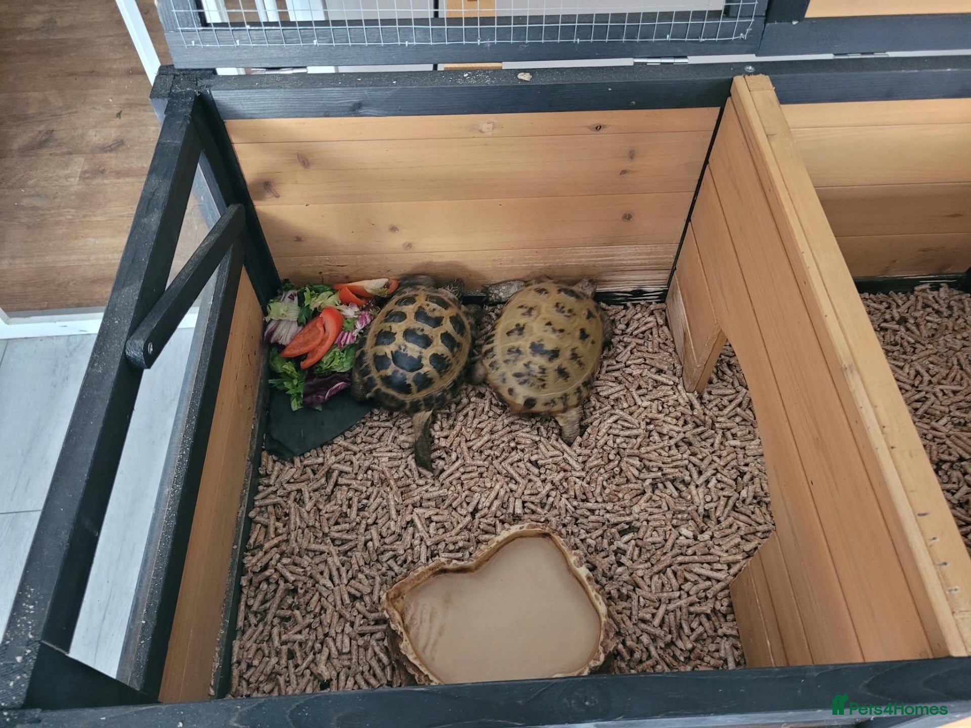 Tortoise reptiles tortoises & enclosure  - Advert 5