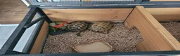 Tortoise reptiles for sale: tortoises & enclosure  in Milton Keynes - Advert 1