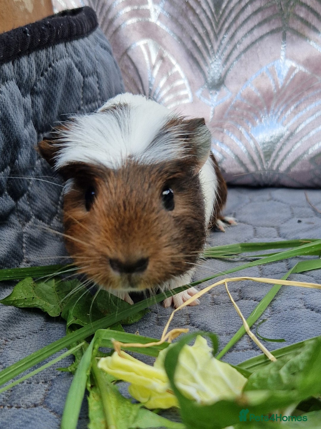 Guinea Pig rodents for sale: Handsome crested agouti shelte breed  - Image 2