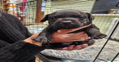 Patterdale Terrier dogs One female Patterdale Terrier pup - Advert 10