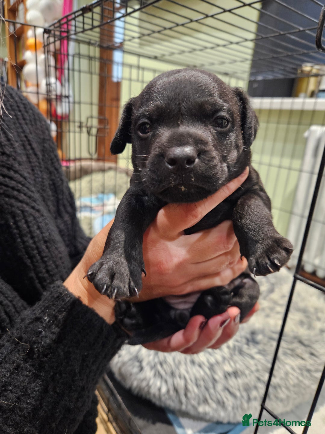 Patterdale Terrier dogs for sale: One female Patterdale Terrier pup - Advert 2