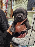 Patterdale Terrier dogs One female Patterdale Terrier pup - Advert 4