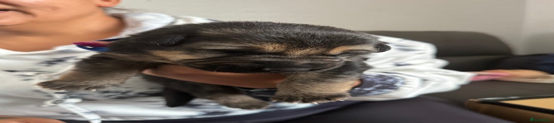 German Shepherd Puppy 4
