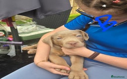 American Bully dogs for sale: American Bully Pups for sale - Image 25