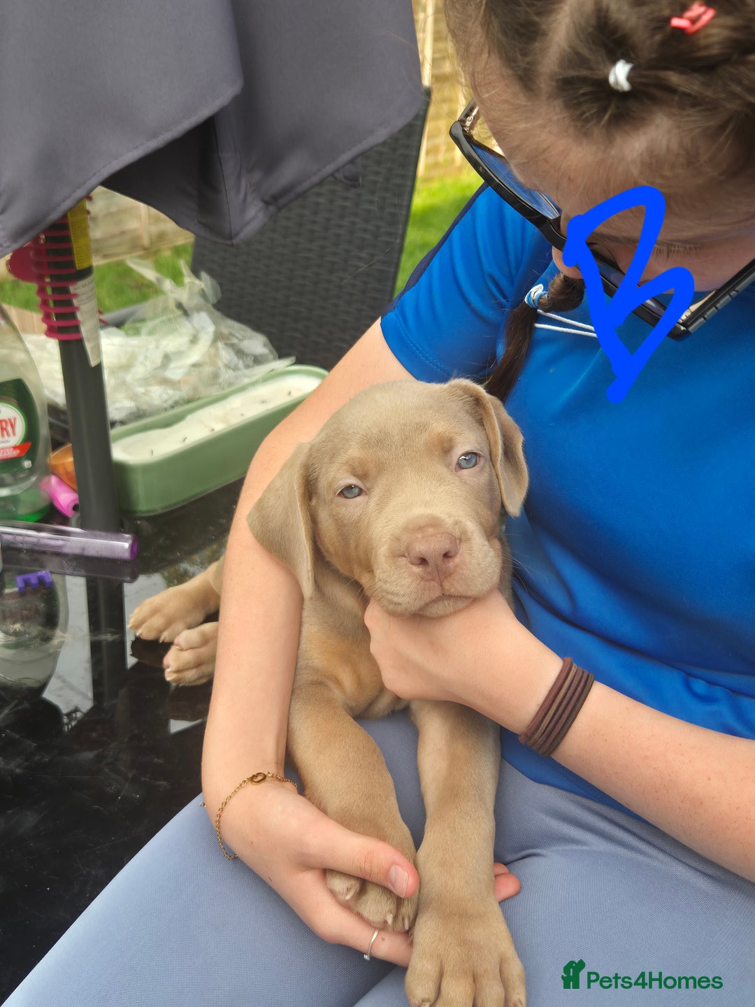 American Bully dogs for sale: American Bully Pups for sale - Image 25
