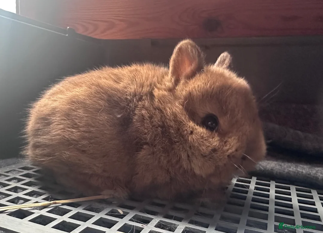 Netherland Dwarf rabbits for sale: Pure bred Netherland Dwarf bunny - Advert 8