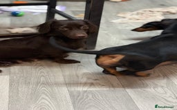 Miniature Dachshund dogs for sale: Gorgeous minix dachshund puppies ready now! - Image 12