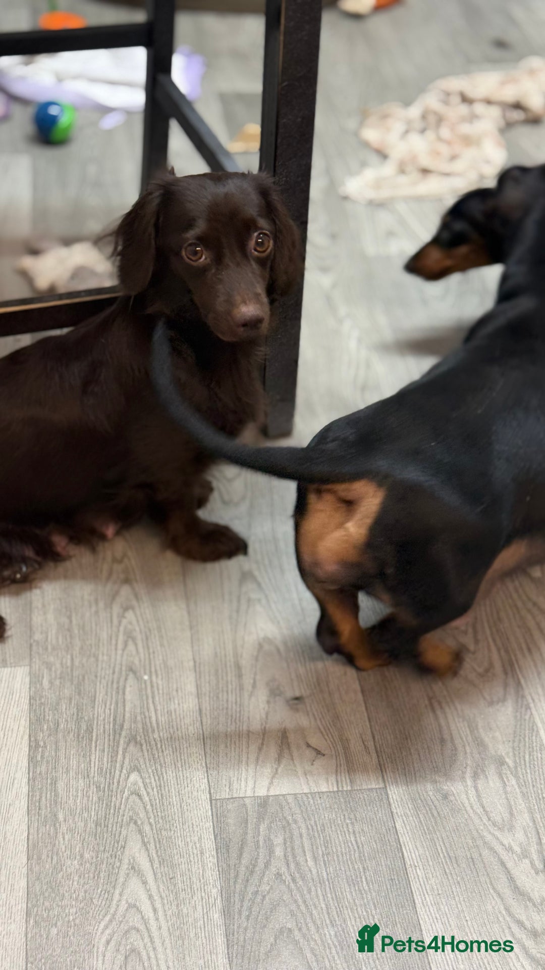 Miniature Dachshund dogs for sale: Gorgeous minix dachshund puppies ready now! - Image 12