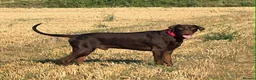 Dobermann dogs for sale: Selling my adult dogs  - Advert 6