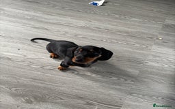 Dachshund dogs for sale: Dacshund girl  - Image 2