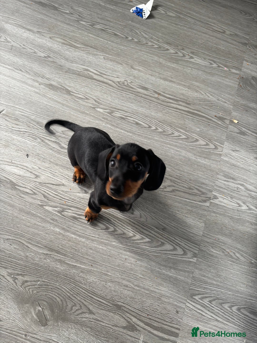 Dachshund dogs for sale: Dacshund girl  - Image 2