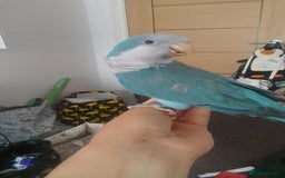 Parakeets birds for sale: Cute Quaker parrots hand reared male and female - Image 22