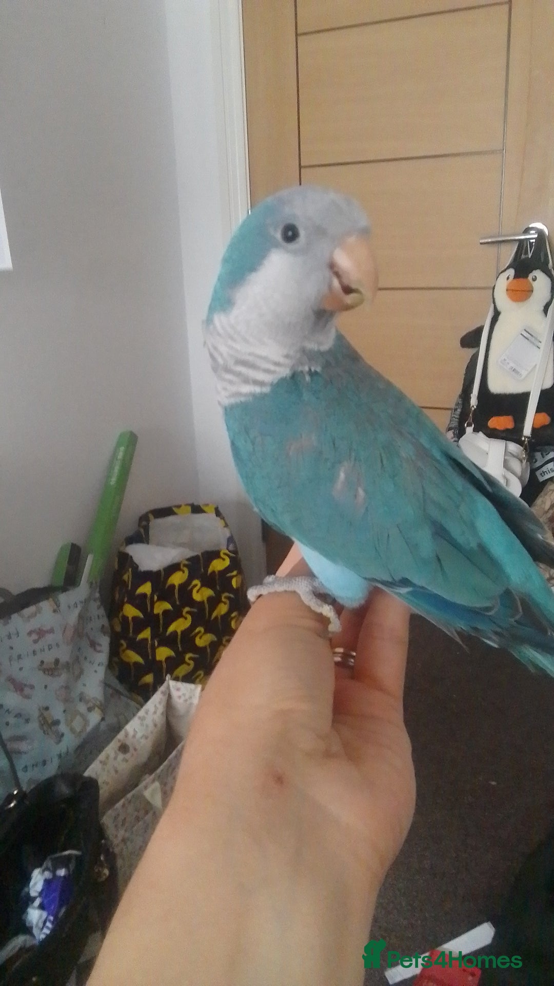 Parakeets birds for sale: Cute Quaker parrots hand reared male and female - Image 22