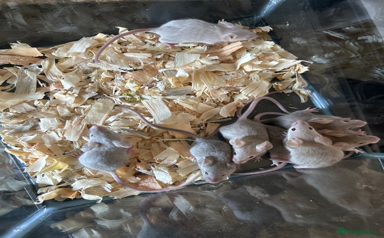 Mouse rodents in Manchester - Advert 4