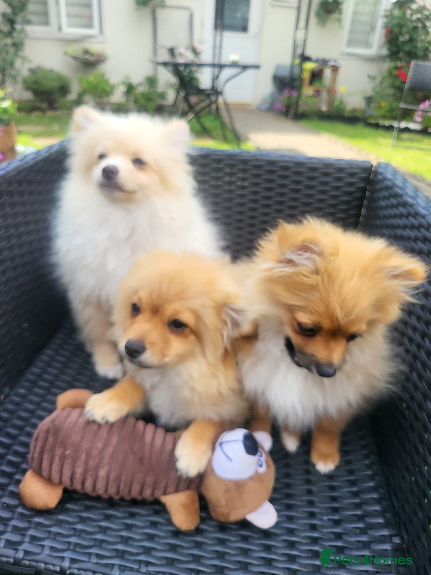Pomeranian dogs Pomeranian Puppies looking for a new home - Advert 1