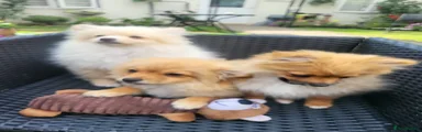 Pomeranian 3