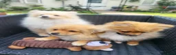 Pomeranian dogs for sale: Pomeranian Puppies looking for a new home - Advert 1
