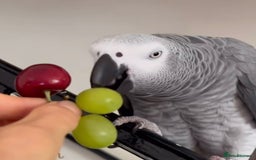 Parrots birds for sale: Fully tame African grey very friendly and playful  - Image 2