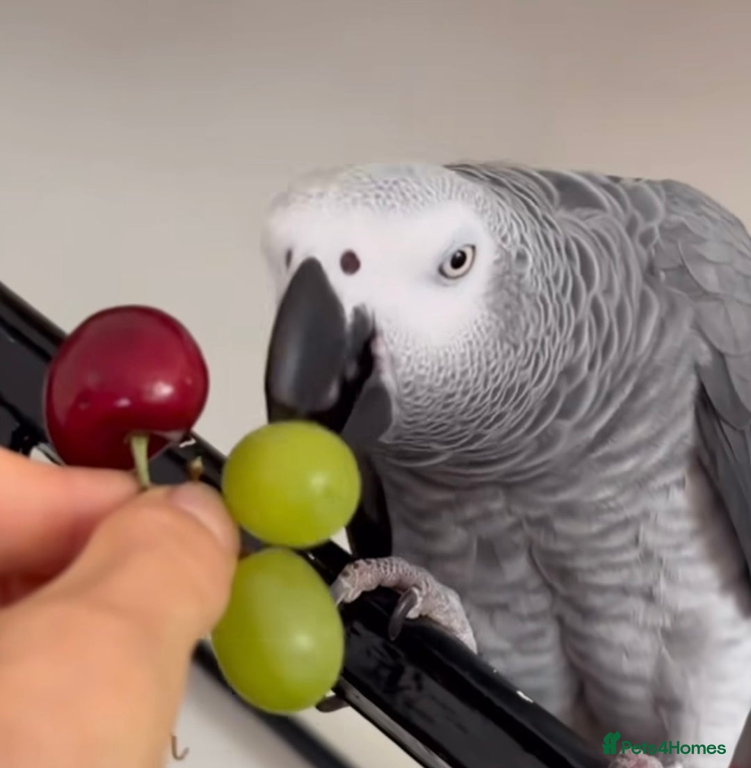 Parrots birds for sale: Fully tame African grey very friendly and playful  - Image 2