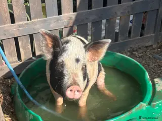 Pig livestock Female Mini Pigs looking for loving pet home - Advert 1