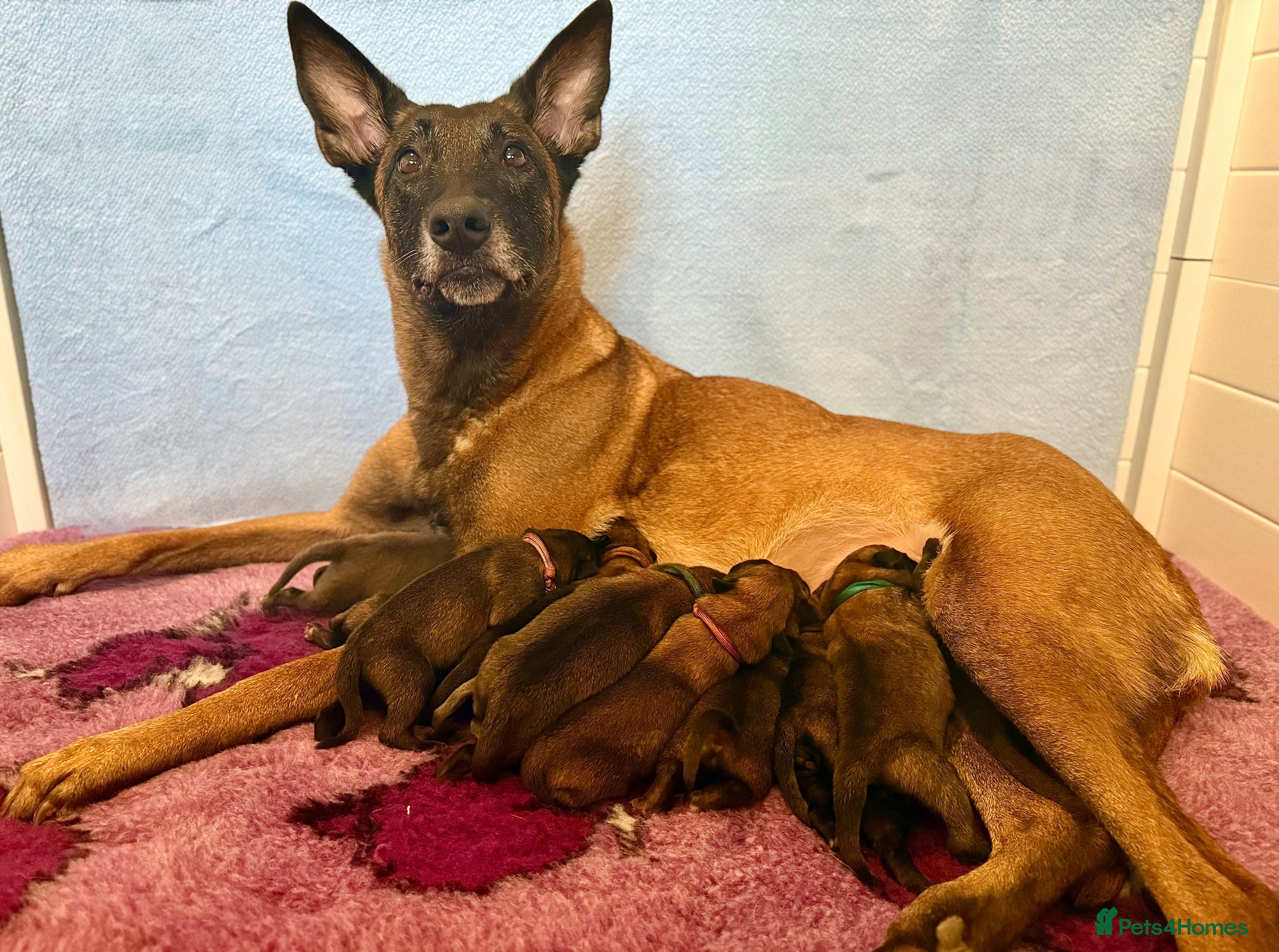 Belgian Shepherd Dog dogs Well bred KC Belgian Malinois pups  - Advert 9