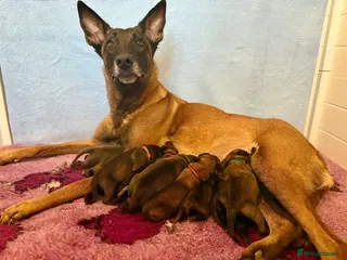 Belgian Shepherd Dog dogs Well bred KC Belgian Malinois pups - Advert 9