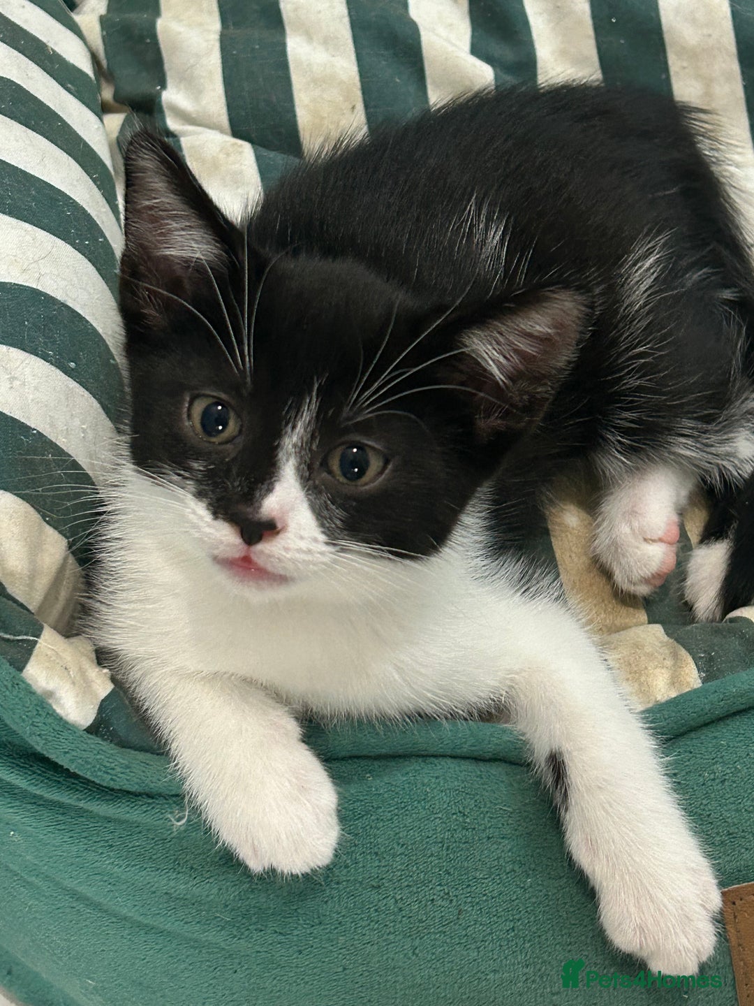 British Shorthair cats for sale: 7 gorgeous kittens for sale ** - Image 1