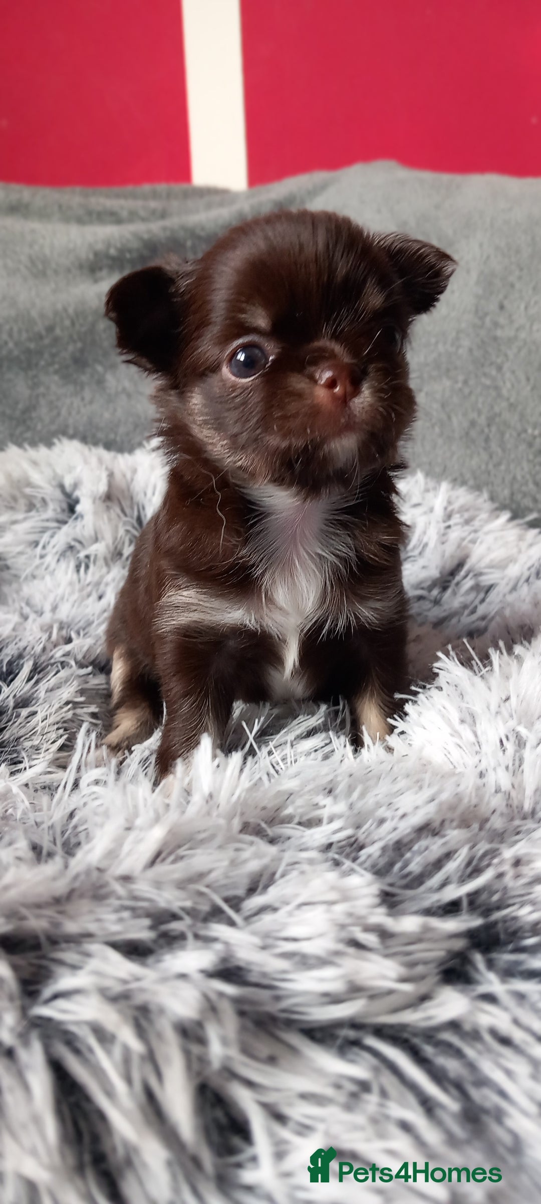 Chihuahua dogs for sale: ❤️‍🔥DNA tested parents❤️‍🔥LC 1Boys KC REG  - Advert 13