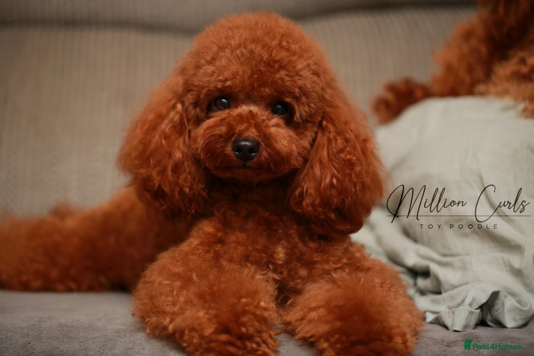 Toy Poodle dogs for sale: READY TO GO ASIAN DARK RED TOY POODLE PUPPIES - Image 23