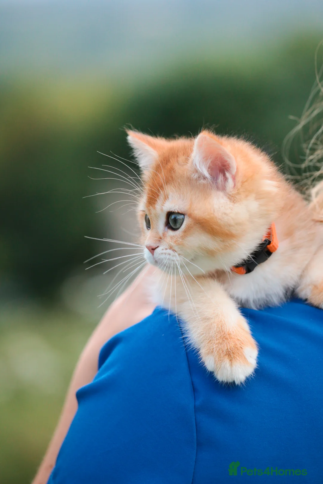 British Shorthair cats for sale: VET BRED HEALTH TESTED  - Advert 23