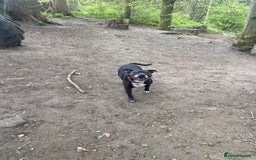 Staffordshire Bull Terrier dogs for sale: Loyal Older Lady looking for quiet life of leisure - Image 1