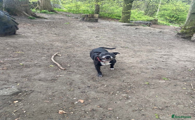 Staffordshire Bull Terrier dogs - Advert 5