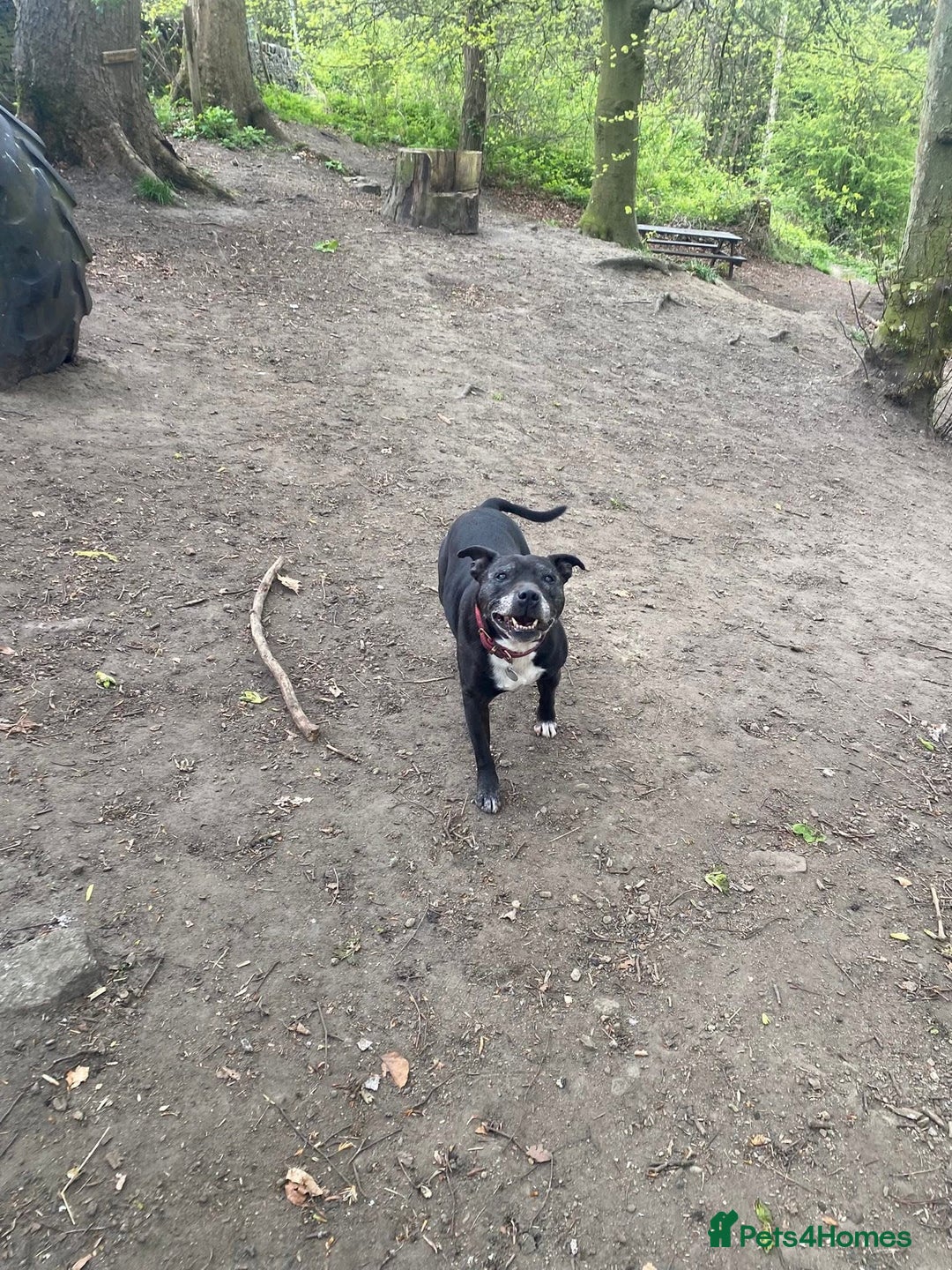 Staffordshire Bull Terrier dogs for sale: Loyal Older Lady looking for quiet life of leisure - Image 1