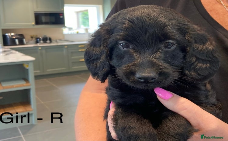 Labradoodle dogs - Advert 3
