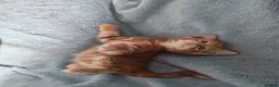 Mixed Breed cats for sale: GINGER BOYS VIDEOS - Advert 27