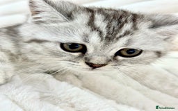 British Shorthair cats for sale: GCCF British short hair kittens for loving homes  - Image 7