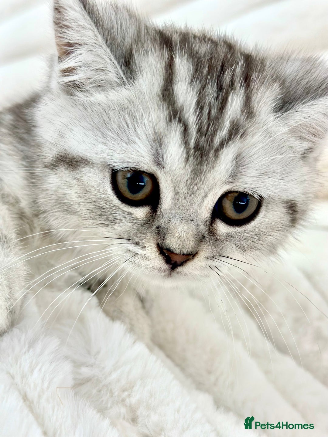 British Shorthair cats for sale: GCCF British short hair kittens for loving homes  - Image 7