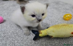 Ragdoll cats for sale: 💙 BLUEPOINT RAGDOLL BOY FOR SALE 💙 - Image 12
