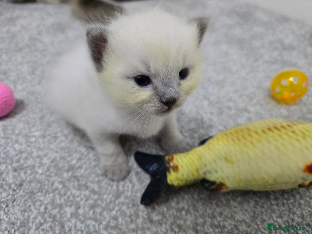 Ragdoll cats for sale: 💙 BLUEPOINT RAGDOLL BOY FOR SALE 💙 - Image 12
