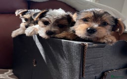 Mixed Breed dogs for sale: Yorkshire terrier/Jack Russell - Image 6